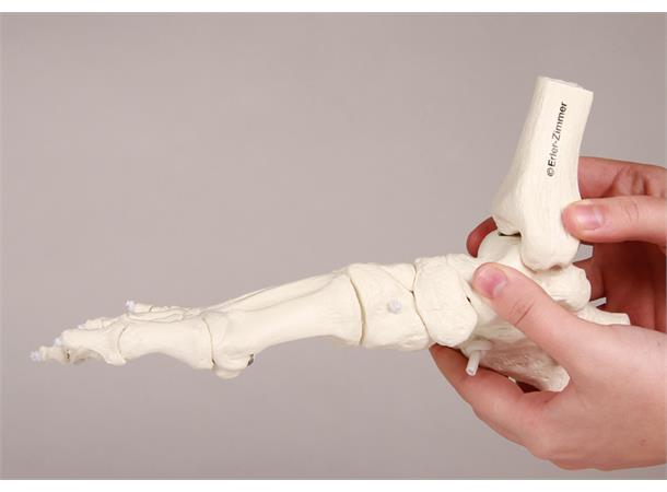 Skelet av foden m/tibia og fibula 6056 Fleksibel - AlfaCare.dk